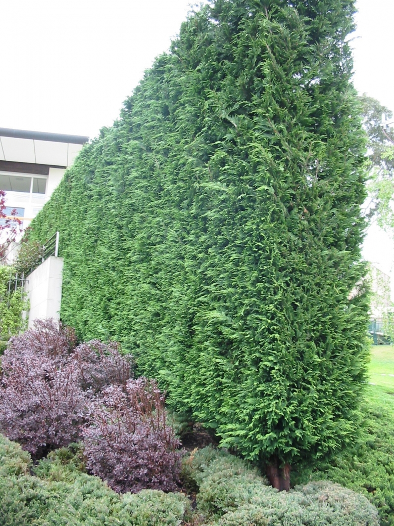 Quality Advanced Trees